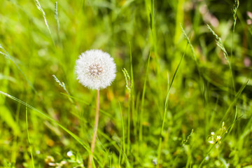 dandelion in a green meadow