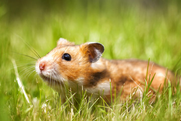 Hamster on lawn closeup