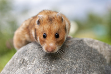 Cute Hamster (Syrian Hamster) on a stone.