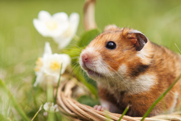 Little hamster in a basket with flowers