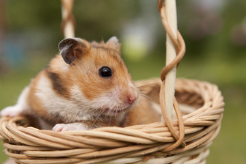 Little hamster in a basket