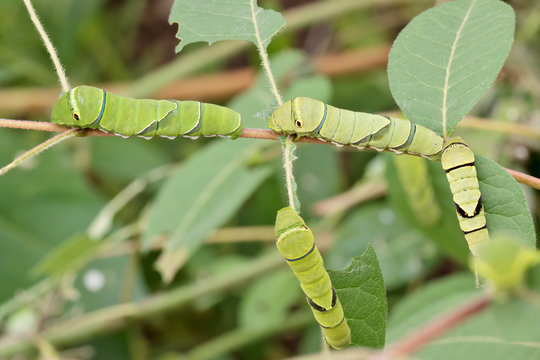Four green swallowtail caterpillars (Papilio dehaanii)