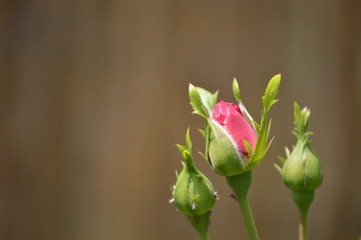 Fototapeta premium Rosenknospen
