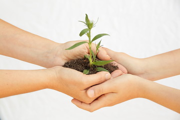 planta en las manos