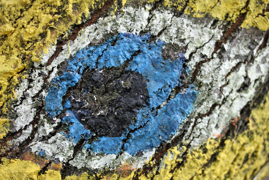 great eye painted on the bark of a tree in the Woods 3