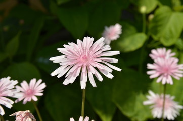 Zarte rosa Blüten
