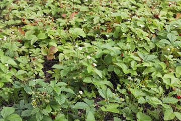 Forest strawberry glade