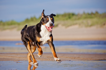 great swiss mountain dog on the beach