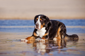 great swiss mountain dog on the beach