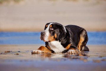 scared looking dog on the beach