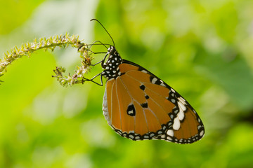 Beautiful butterfly on green background.