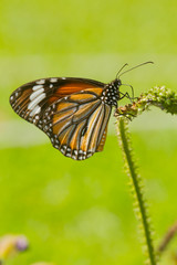 Fototapeta na wymiar Beautiful butterfly on green background.