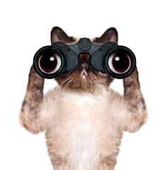 binoculars cat searching, looking and observing with care