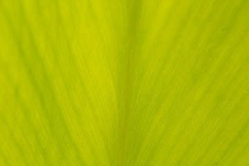 fresh yellow leaf as background