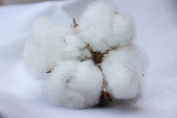 Baumwolle Faser