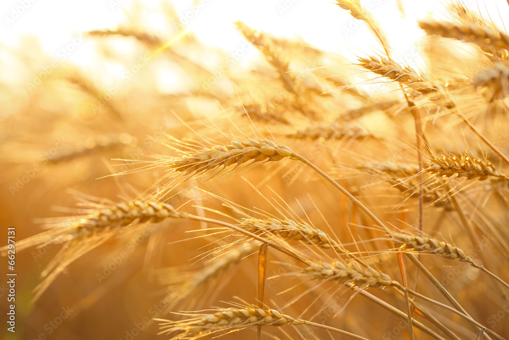 Wall mural wheat field