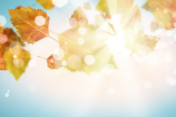 Obraz premium Autumn background