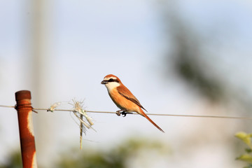 Brown shrike (Lanius cristatus superciliosus) male in Japan © feathercollector
