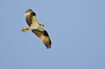 Osprey Hunting on the Wing in a Blue Sky