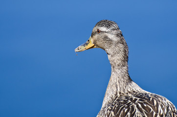 Profile of a Female Mallard Duck