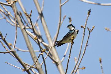 Tree Swallow Perched in a Tree