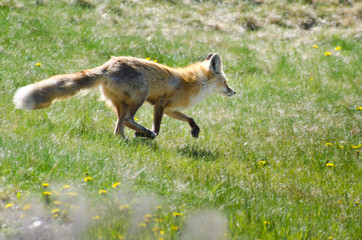 Naklejka na ściany i meble Red Fox Running Across the Field