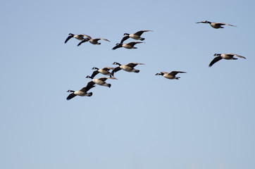 Flock of Canada Geese Flying in Blue Sky