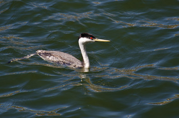 Western Grebe Swimming in the Lake