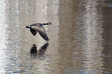 Canada Geese Flying Over Water