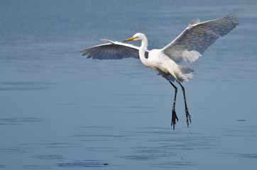 Great Egret Landing in Shallow Water