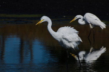 Two Great Egrets Hunting for Fish
