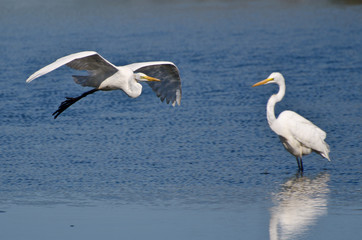 Great Egret Flying Over the Marsh