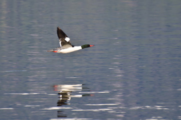 Common Merganser Flying Over the Water