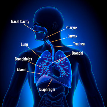 Respiratory System - detailed view
