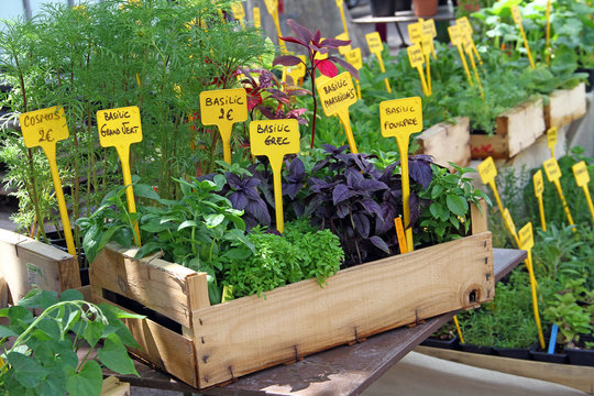 Plantes &agrave; potager