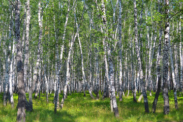 Fototapeta premium birch wood in the summer.