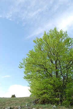 Beech tree in the spring