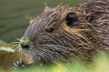 nutria
