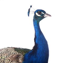 Naklejka premium peacock