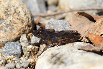 Naklejka premium Kajika frog (Buergeria buergeri) in Japan 