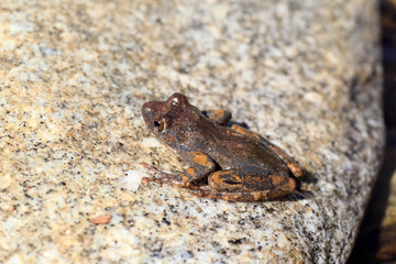 Kajika frog (Buergeria buergeri) in Japan 