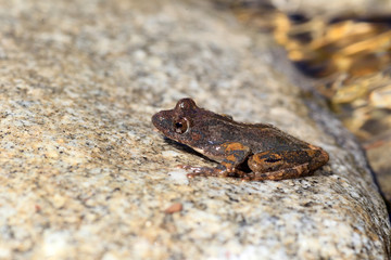 Kajika frog (Buergeria buergeri) in Japan 