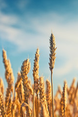 Fototapeta premium Wheat field.