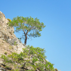 Pine on a mountainside and blue sky