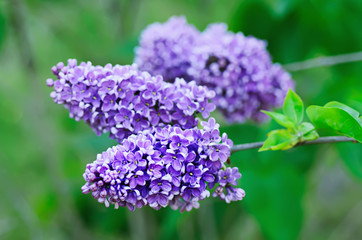 Branch of lilac flowers