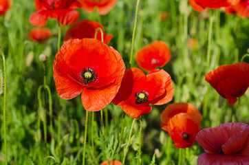 Poppy in a field