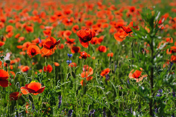Fototapeta na wymiar Poppy in a field
