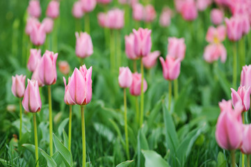 Pink beautiful tulips