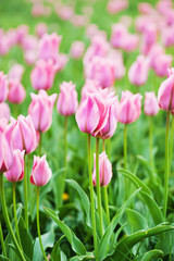 Pink beautiful tulips