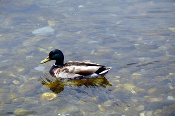 duck in Montreux